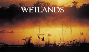 The Wetlands